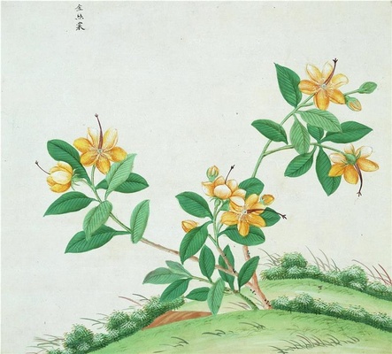 中国自然历史绘画·植物花鸟图谱(辑1)-45 金丝棠