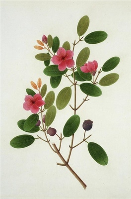 中国自然历史绘画·植物花鸟图谱(辑1)-44