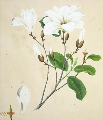 中国自然历史绘画·植物花鸟图谱(辑1)-37