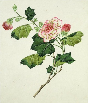 中国自然历史绘画·植物花鸟图谱(辑1)-35