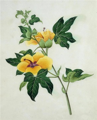 中国自然历史绘画·植物花鸟图谱(辑1)-36