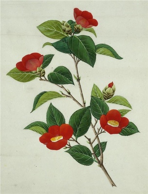 中国自然历史绘画·植物花鸟图谱(辑1)-34