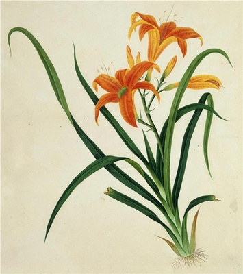 中国自然历史绘画·植物花鸟图谱(辑1)-30