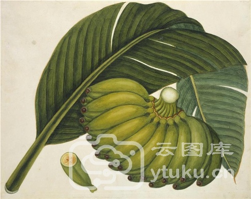 中国自然历史绘画·植物花鸟图谱(辑1)-29