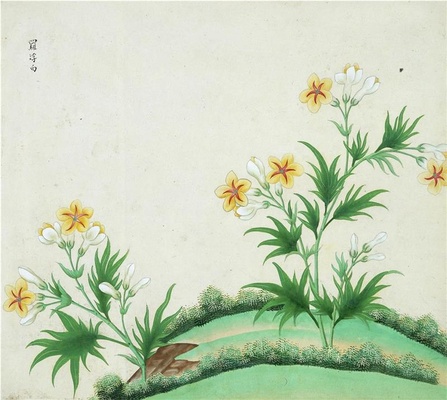 中国自然历史绘画·植物花鸟图谱(辑1)-26 罗浮白