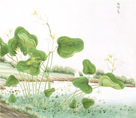 中国自然历史绘画·植物花鸟图谱(辑1)-25 鸡头菱