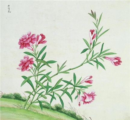 中国自然历史绘画·植物花鸟图谱(辑1)-23 石竹花