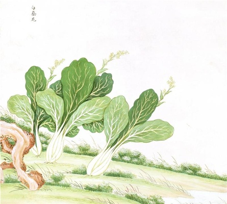 中国自然历史绘画·植物花鸟图谱(辑1)-24 白蔡(菜)花