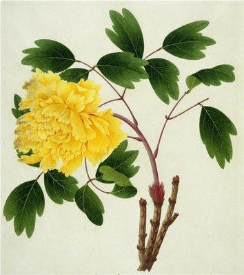 中国自然历史绘画·植物花鸟图谱(辑1)-20