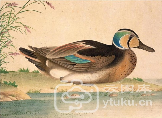 中国自然历史绘画·植物花鸟图谱(辑1)-17