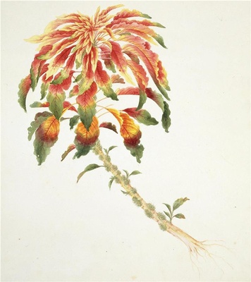 中国自然历史绘画·植物花鸟图谱(辑1)-18