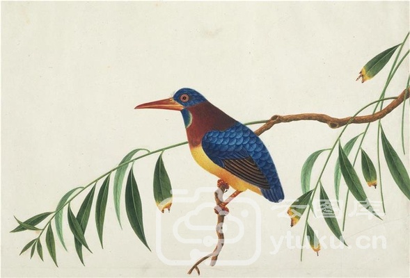 中国自然历史绘画·植物花鸟图谱(辑1)-16