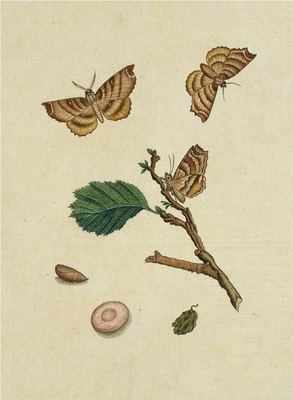 中国自然历史绘画·植物花鸟图谱(辑1)-15