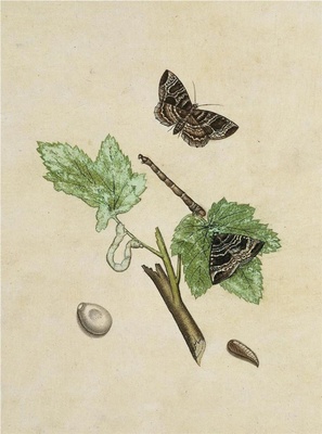 中国自然历史绘画·植物花鸟图谱(辑1)-13