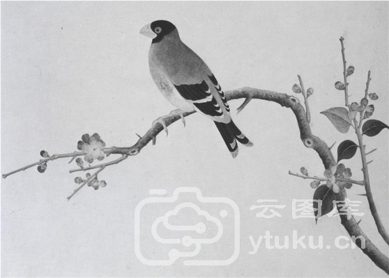 中国自然历史绘画·植物花鸟图谱(辑1)-6 立嘴禾谷