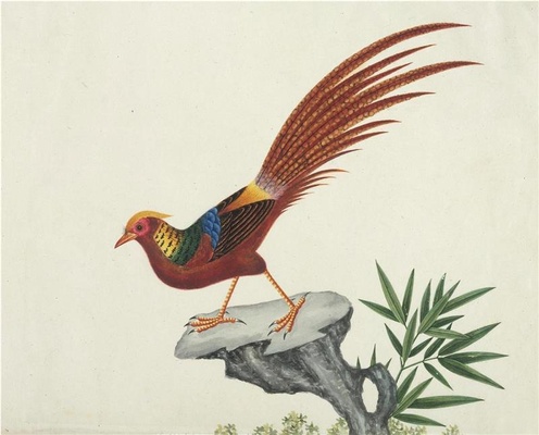 中国自然历史绘画·植物花鸟图谱(辑1)-4