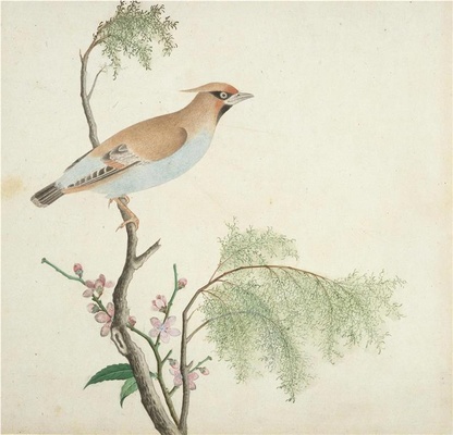 中国自然历史绘画·植物花鸟图谱(辑1)-1 浮游鸟