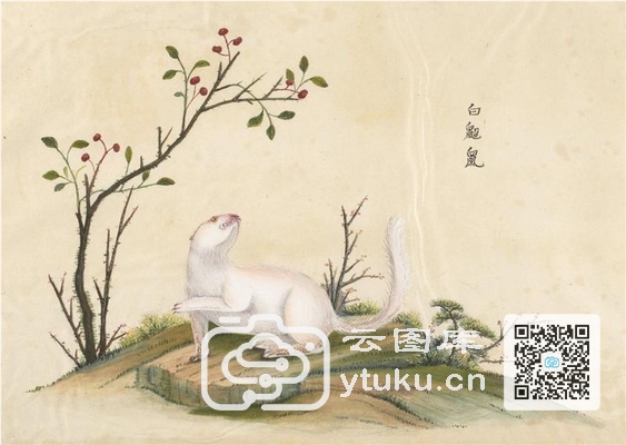 中国自然历史绘画·动物图谱-100 白(？)鼠