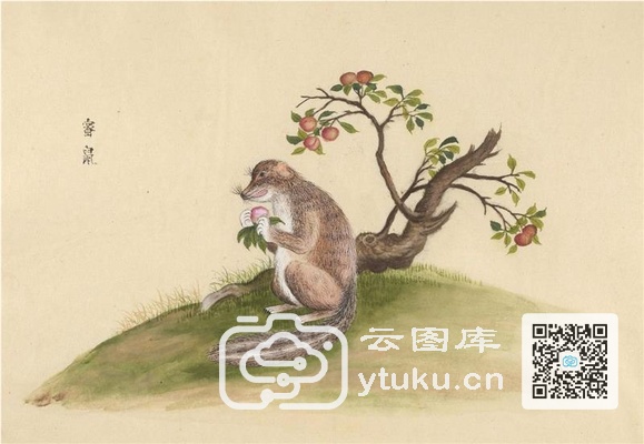 中国自然历史绘画·动物图谱-101 蜜鼠