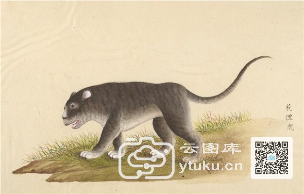 中国自然历史绘画·动物图谱-98 花狸虎