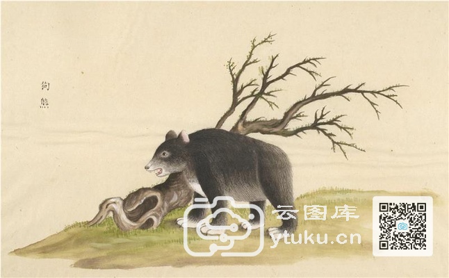 中国自然历史绘画·动物图谱-96 狗熊