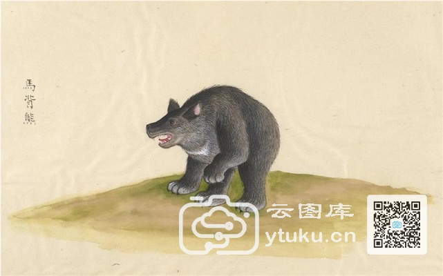 中国自然历史绘画·动物图谱-97 马背熊