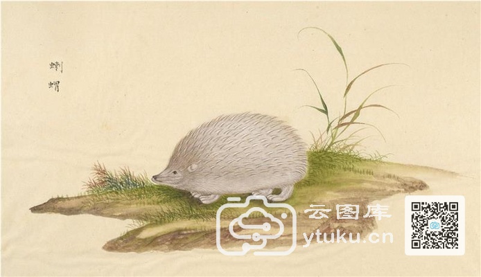中国自然历史绘画·动物图谱-91 蝲蝟