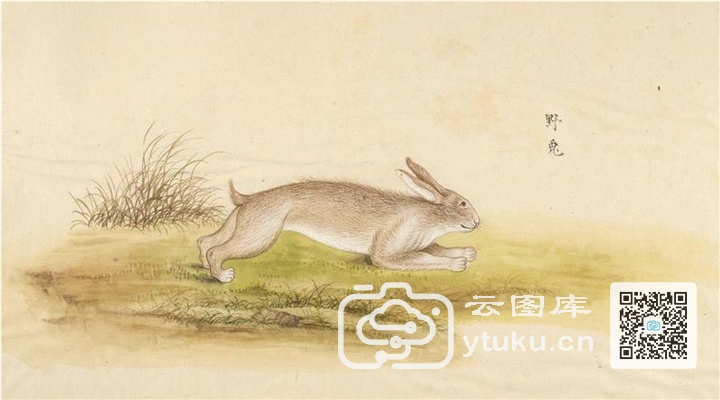 中国自然历史绘画·动物图谱-93 野兔