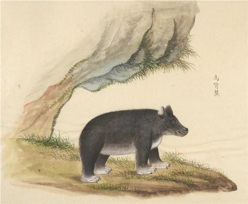 中国自然历史绘画·动物图谱-94 马背熊