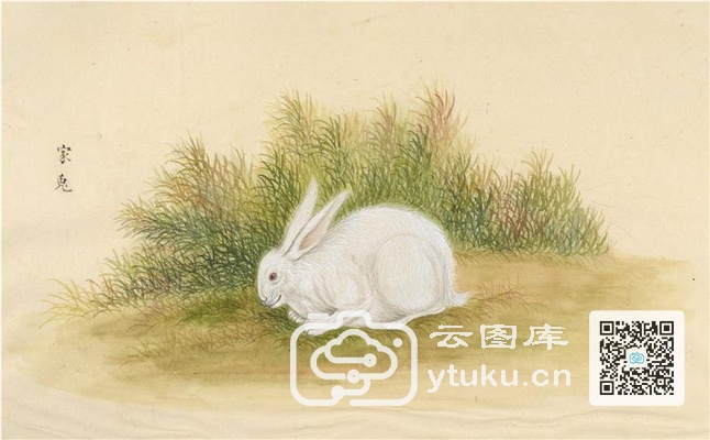 中国自然历史绘画·动物图谱-92 家兔