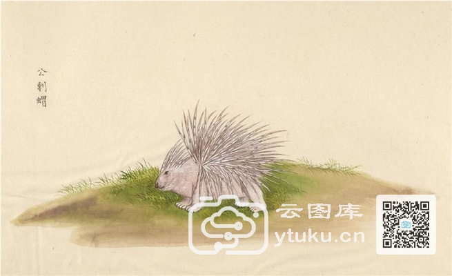 中国自然历史绘画·动物图谱-90 公刺猬