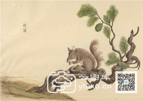 中国自然历史绘画·动物图谱-86 松鼠