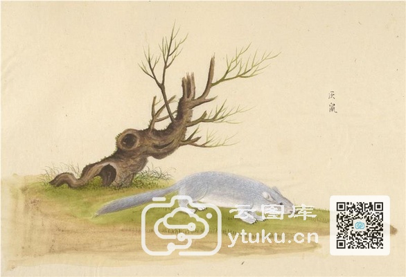 中国自然历史绘画·动物图谱-89 灰鼠