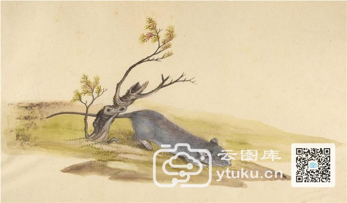 中国自然历史绘画·动物图谱-88 老鼠