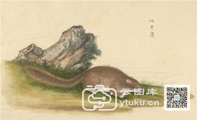 中国自然历史绘画·动物图谱-84 地老鼠