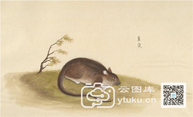 中国自然历史绘画·动物图谱-87 粪鼠