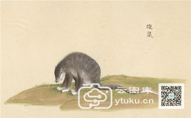 中国自然历史绘画·动物图谱-81 㸱(tuó)鼠