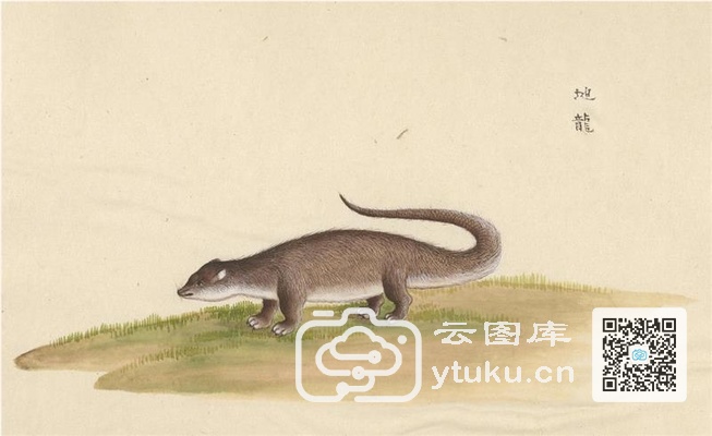 中国自然历史绘画·动物图谱-82 地龙