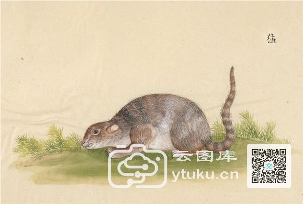 中国自然历史绘画·动物图谱-80 猛