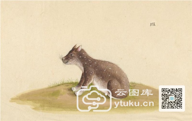 中国自然历史绘画·动物图谱-78 班