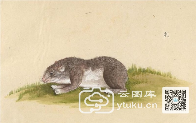 中国自然历史绘画·动物图谱-77 利