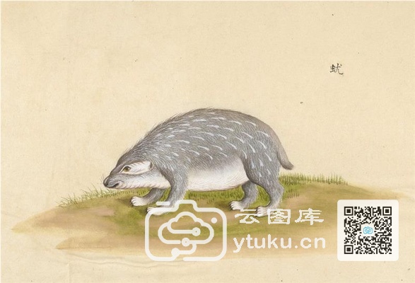 中国自然历史绘画·动物图谱-79 蚘