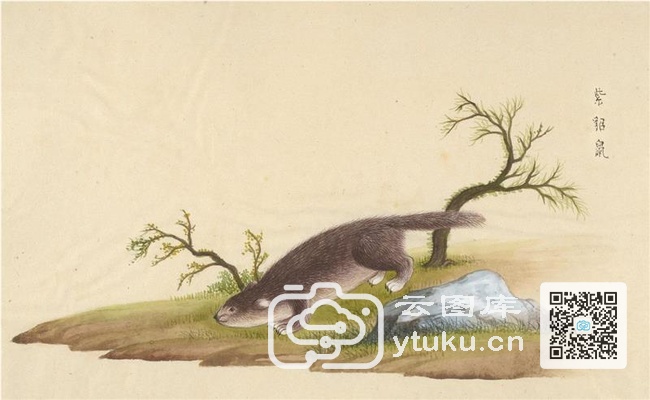 中国自然历史绘画·动物图谱-73 紫貂鼠