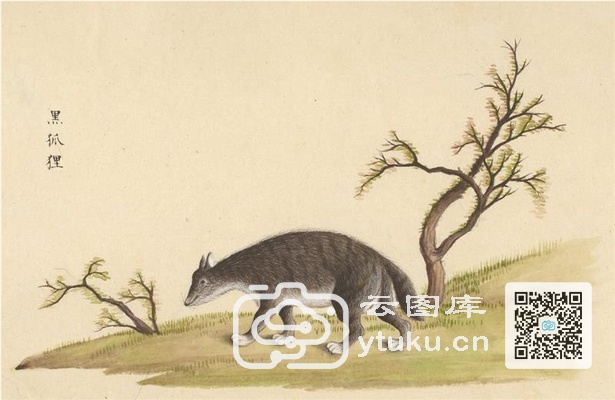 中国自然历史绘画·动物图谱-75 黑狐狸