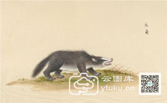 中国自然历史绘画·动物图谱-76 灰角