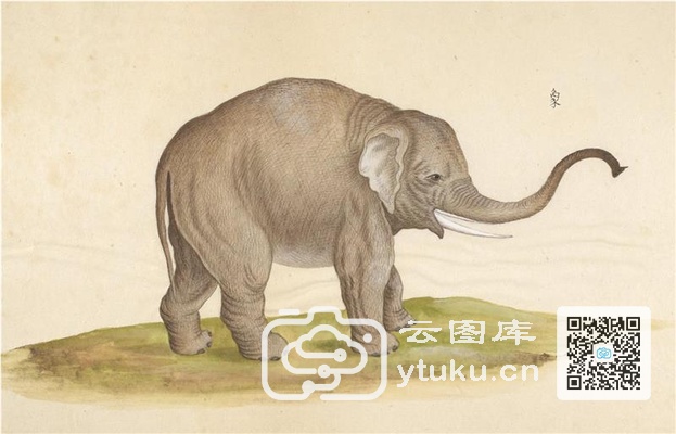 中国自然历史绘画·动物图谱-69 象