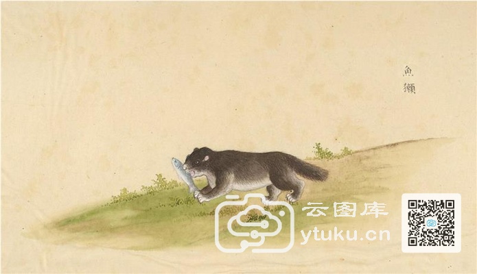 中国自然历史绘画·动物图谱-74 鱼獭