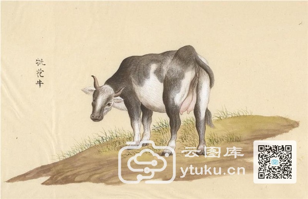 中国自然历史绘画·动物图谱-68 牝花牛