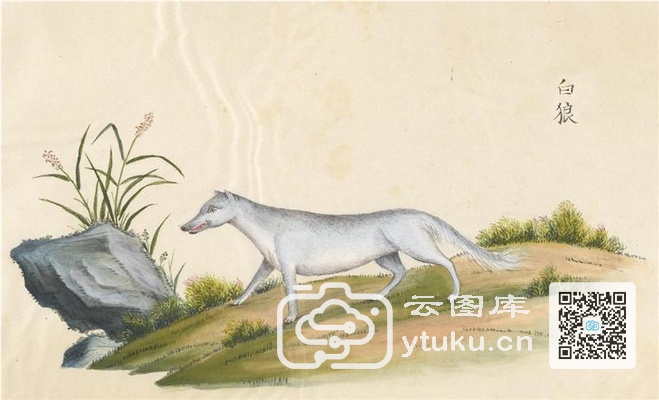 中国自然历史绘画·动物图谱-71 白狼