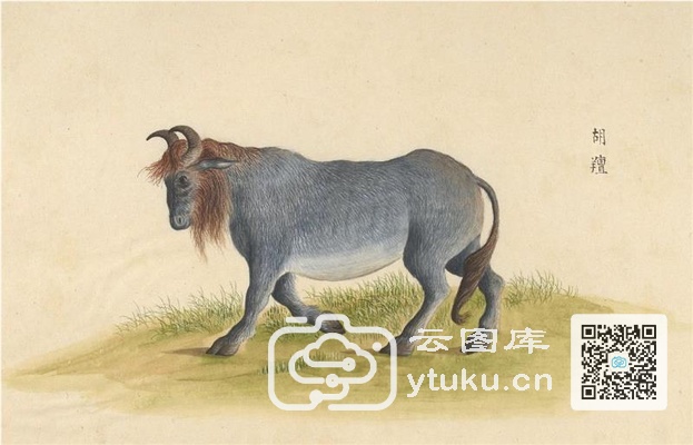 中国自然历史绘画·动物图谱-66 胡羶